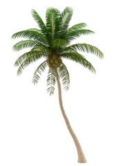 coconut palm tree isolated on white background
