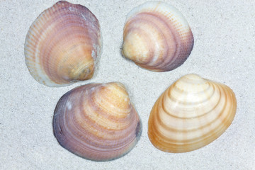Muscheln auf Sand