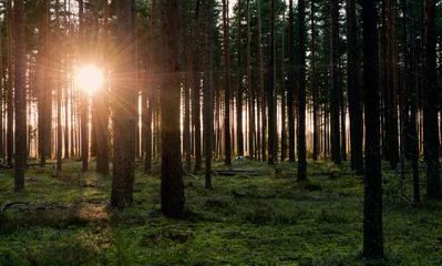 Printed kitchen splashbacks Trees Sunlight breaks through the early morning mist in a Pine forest