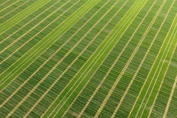 culture graphique Boinville-le-Gaillard 78660