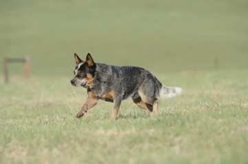 Australian Cattle Dog.