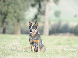 Australian Cattle Dog.