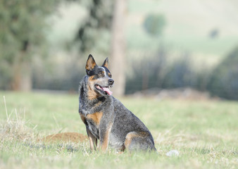 Australian Cattle Dog.