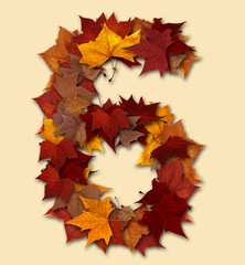 Number six multicolored fall leaf composition isolated
