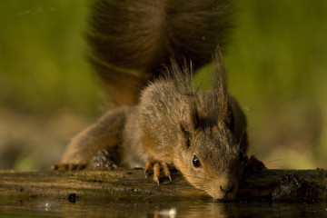 Eichhörnchen (Sciurus vulgaris)