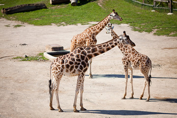 Naklejka na ściany i meble giraffes in the zoo safari park