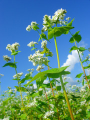 蕎麦の花