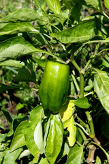 Obraz premium green sweet pepper outdoors