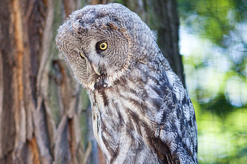 big owl at the zoo