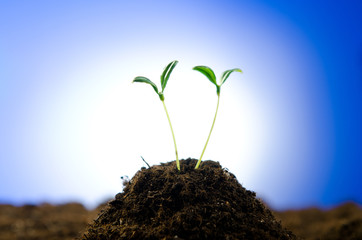 Green seedlings in new life concept