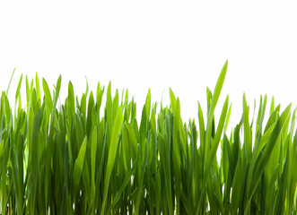 Fototapeta na wymiar art green grass on white background