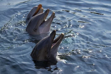 Afwasbaar Fotobehang Dolfijnen Tuimelaars of Tursiops truncatus