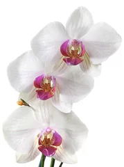 Keuken foto achterwand Orchidee white orchids flower