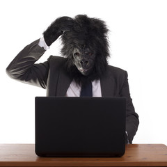 Confused gorilla in his office job, white background.