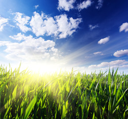 Obraz premium grass