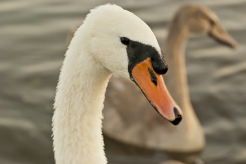 Swan