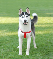 Siberian Husky