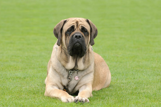 English Mastiff Images – Browse 4,273 Stock Photos, Vectors, and Video |  Adobe Stock
