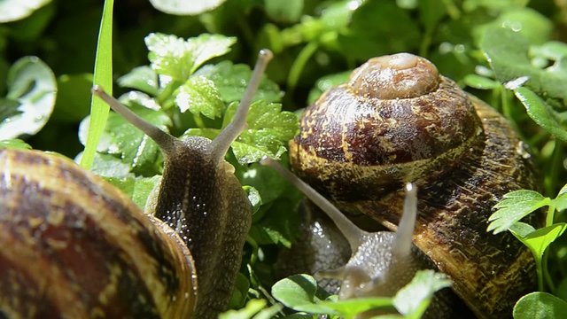 il mondo delle lumache