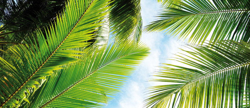 Palme