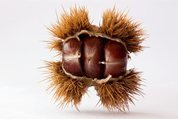 halbgeöffnete edelkastanie