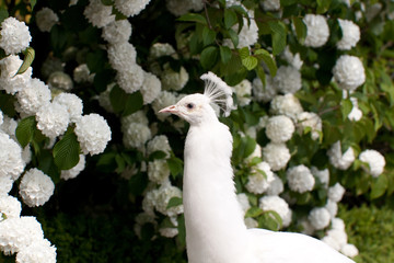 White peacock, albino, close-up