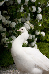 White peacock, albino