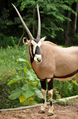 East African Oryx