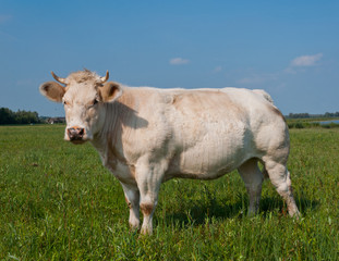 Naklejka na ściany i meble White cow with horns is posing in Dutch meadow