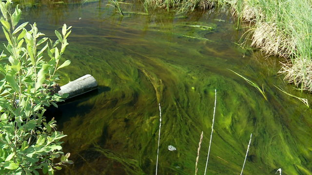 river algae