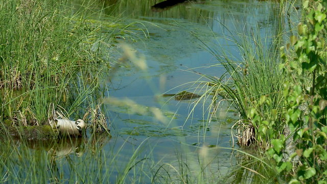 Small river -  change of the focus