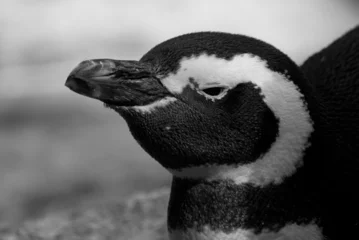 Foto op Plexiglas olhar terno de pinguim © rudolfoelias