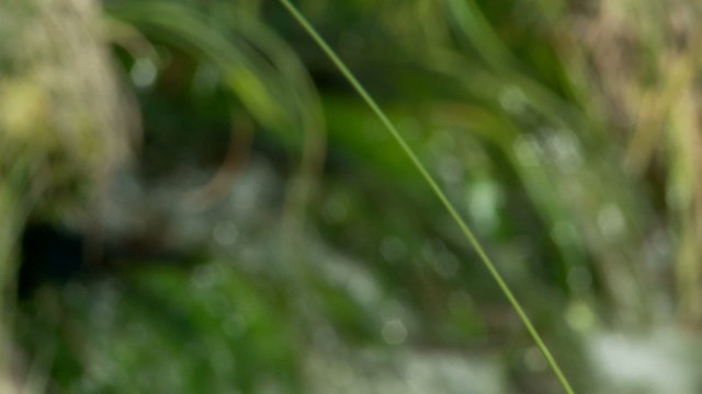 River stream - change of the focus