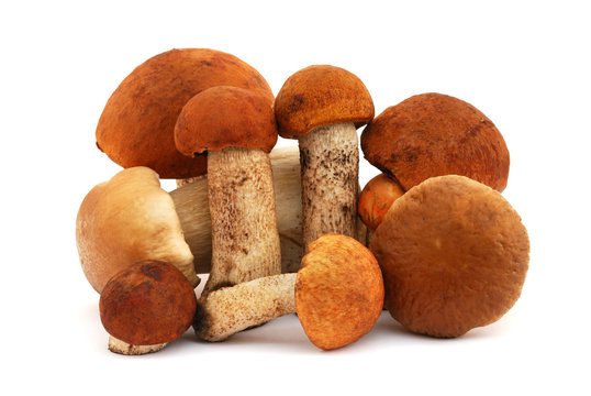Pile of mushrooms isolated on white background