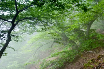 Dekokissen Wald © Leonid Tit