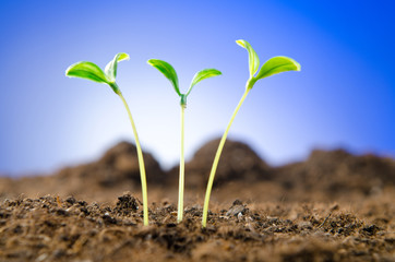 Green seedlings in new life concept