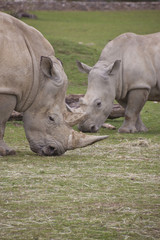 Fototapeta premium two white rhino eating grass