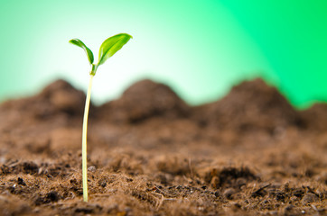 Green seedlings in new life concept