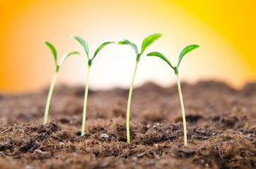 Green seedlings in new life concept