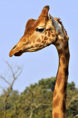 Portrait of giraffe