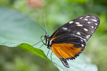 Fototapeta na wymiar Butterfly, heliconius hecale z Kostaryki