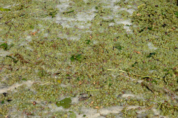 vendanges mécaniques