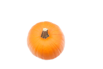 the one beautiful pumpkin isolated on white