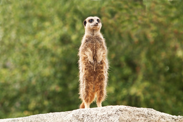 Meerkat on watch
