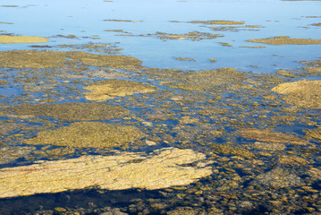 Saltmarsh background