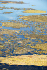 Saltmarsh background