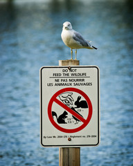 Seagull Perched Atop Do Not Feed Wildlife Sign