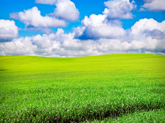 field over cloudy blue sky