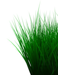 Green color grass isolated on white