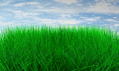 Green color grass